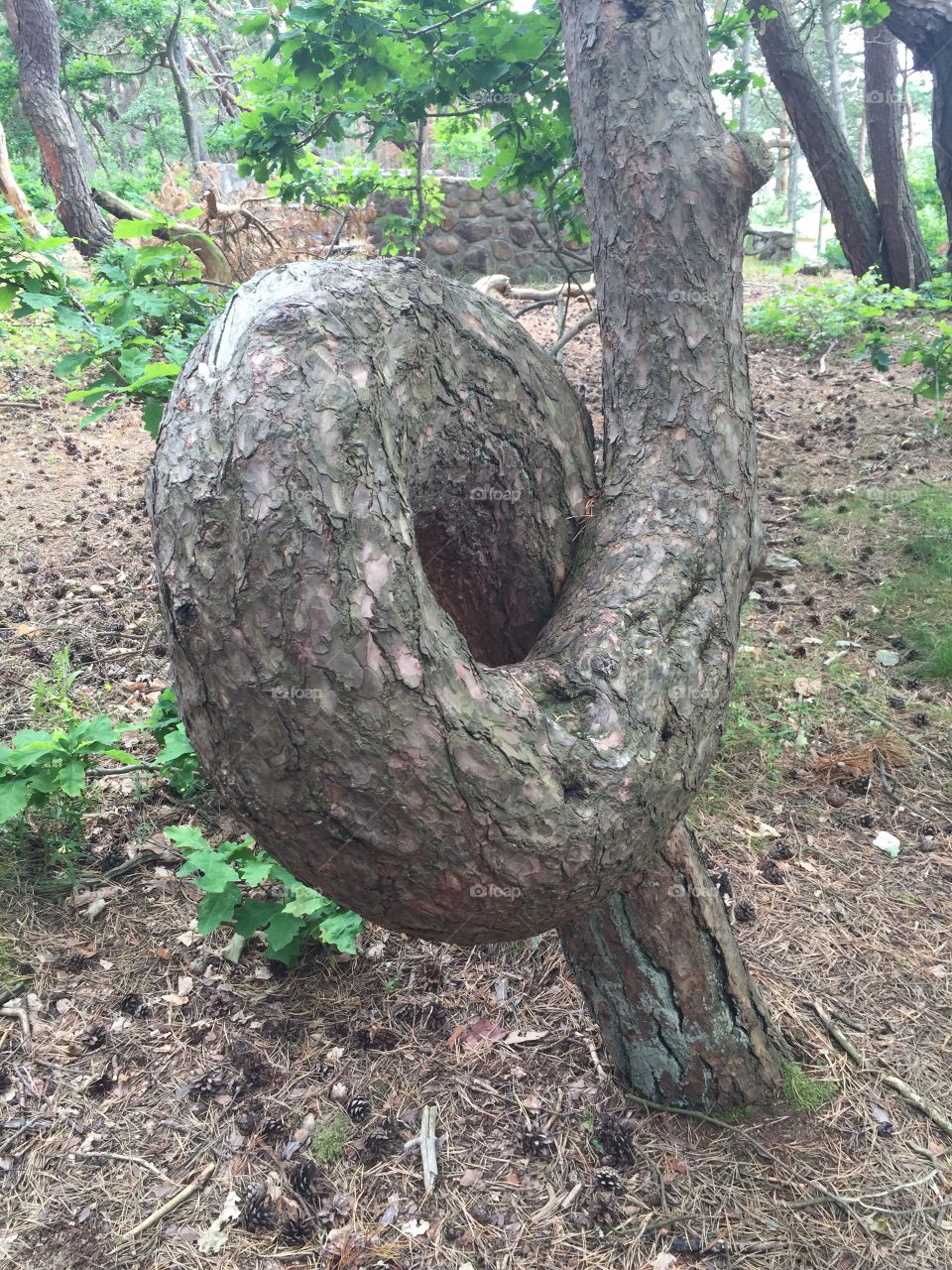 Trollskogen  Vejbystrand