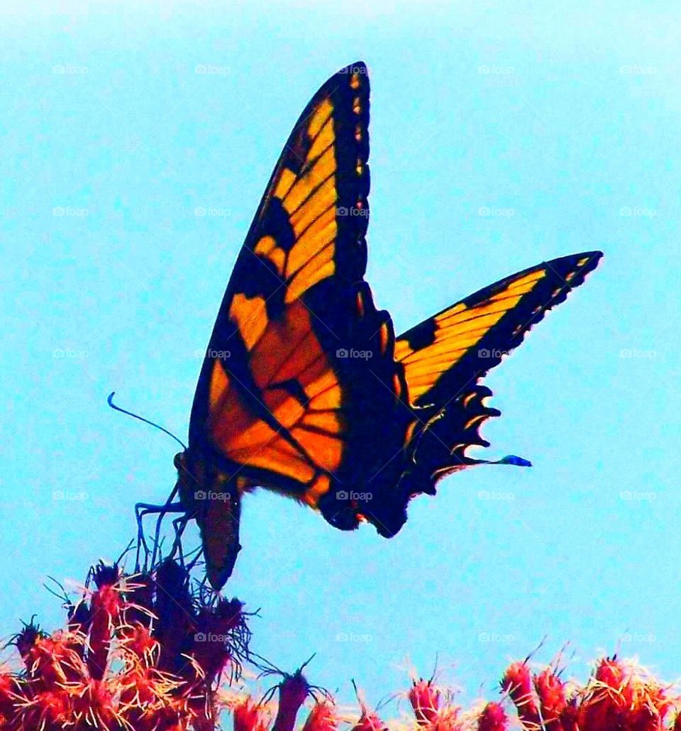 Butterfly 1