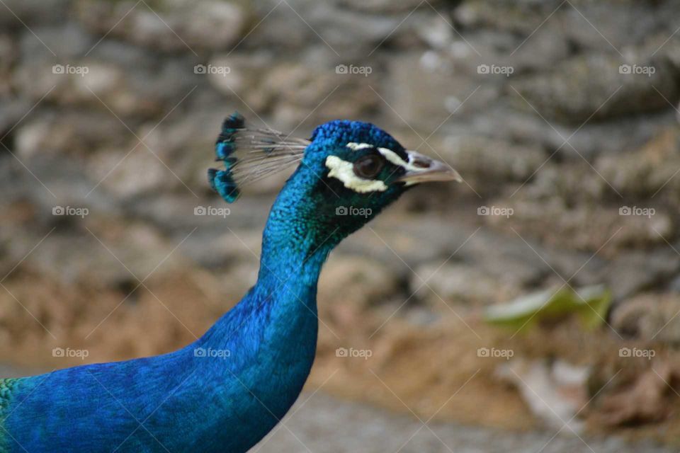 Peacock