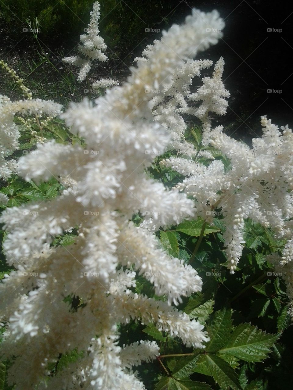 white flowers