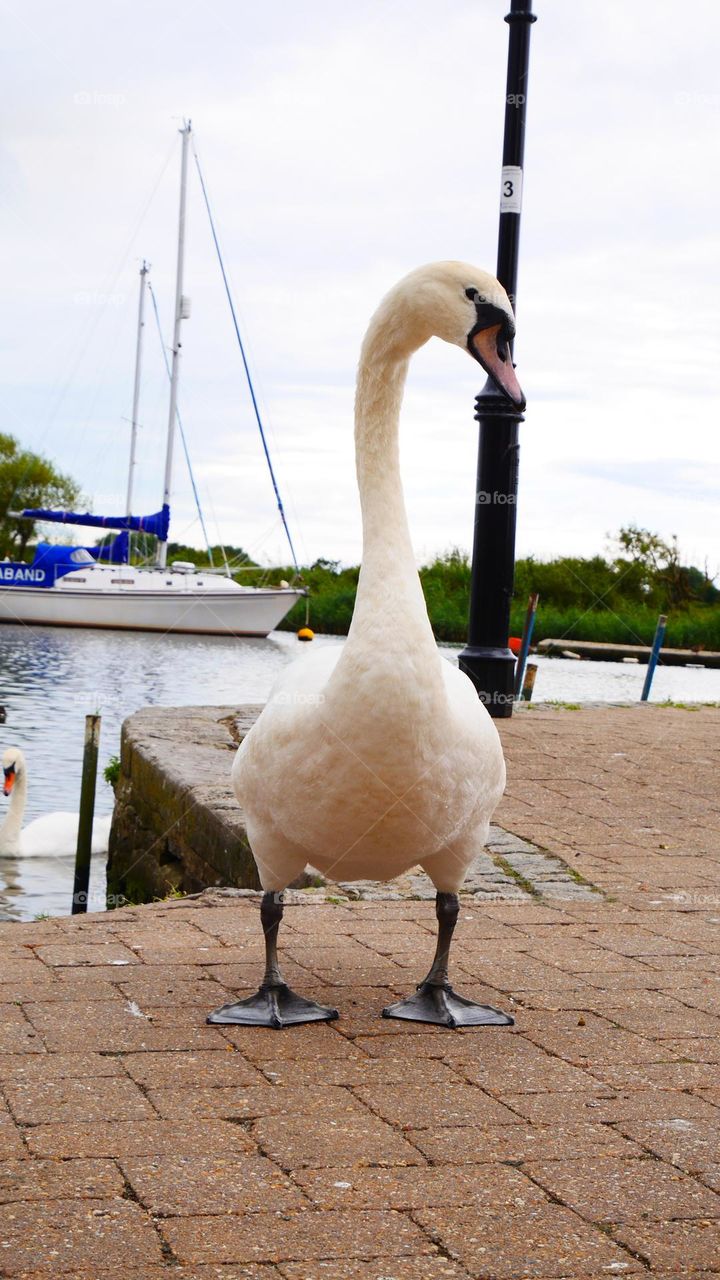 White swan standing