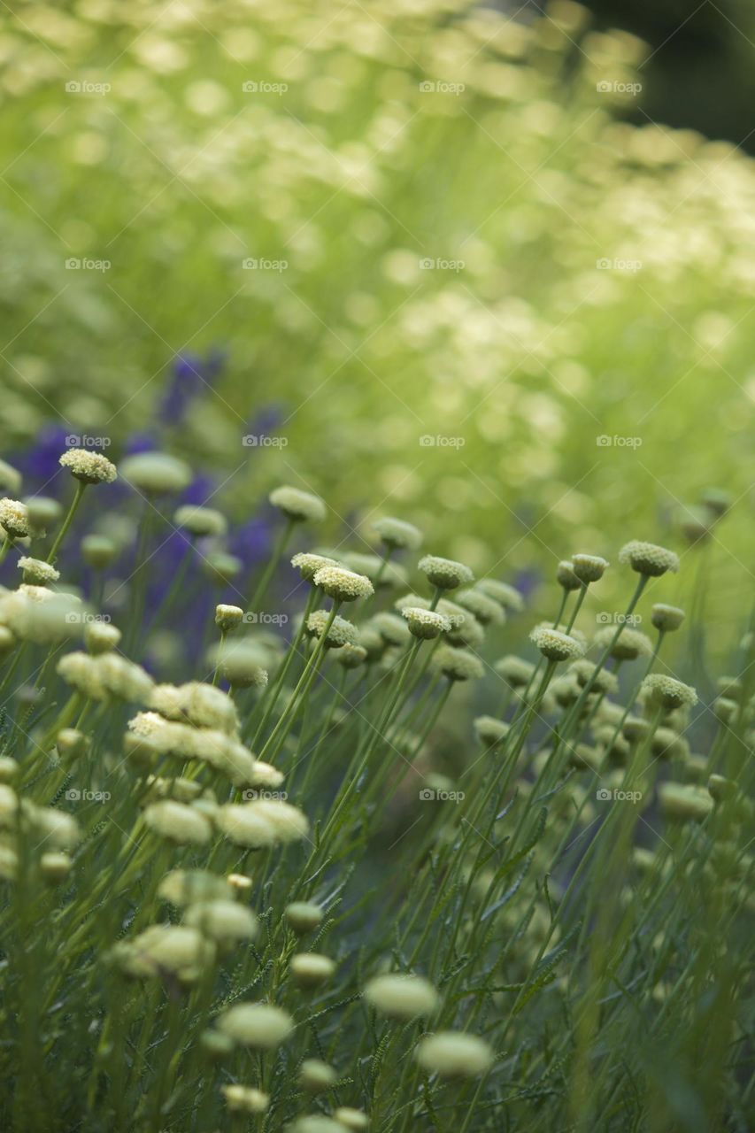 Field of yellow flowers