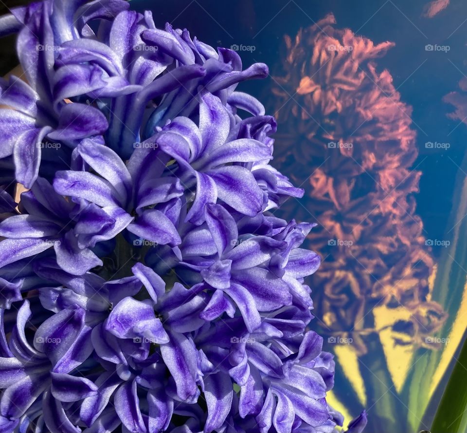 hyacinth spring flower