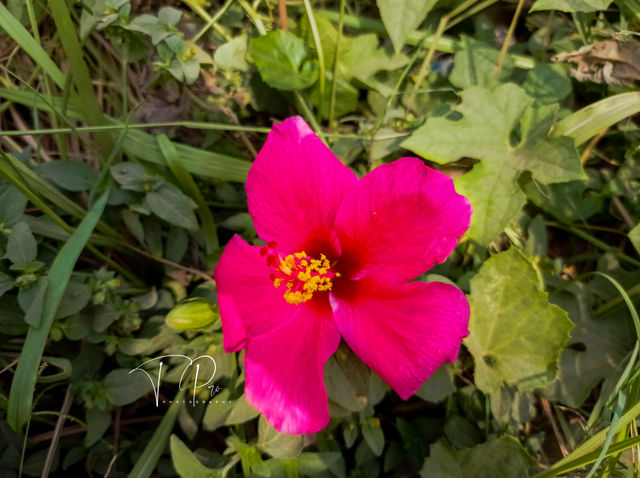 Hibiscus in the midst of weeds