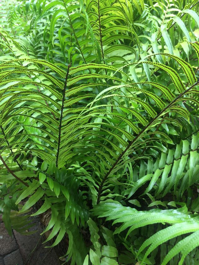 Fern Flora