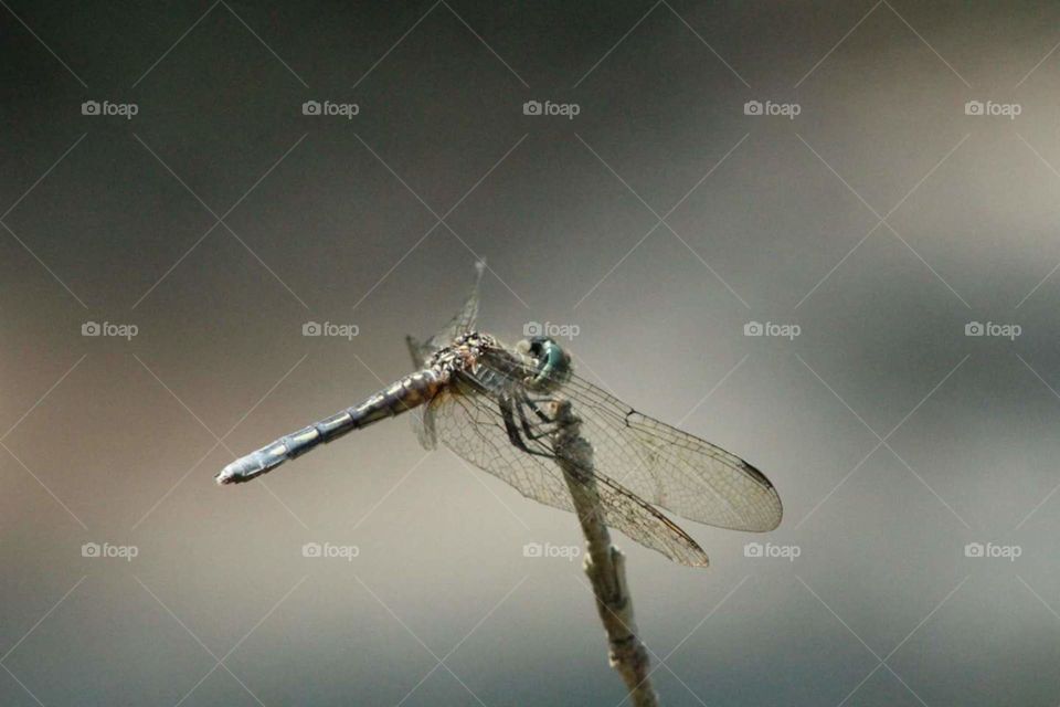 Insect, Dragonfly, Fly, Invertebrate, Wildlife