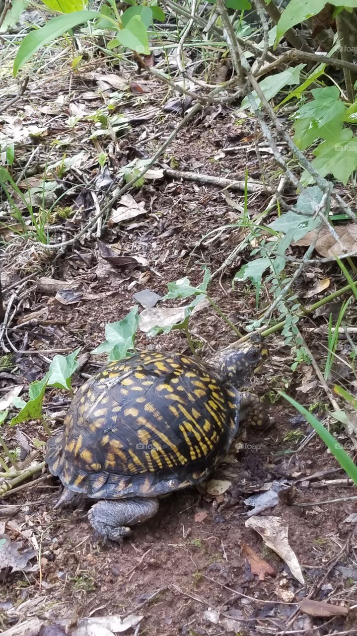 turtle in my backyard