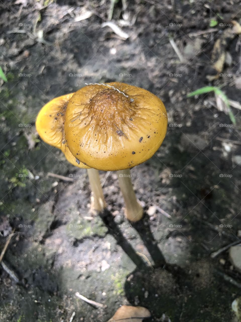 Shadow cast by golden wild mushrooms 