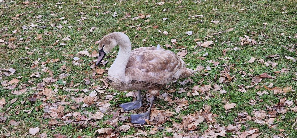 Young swan curious look to me while he is posing for me to take a photography of him