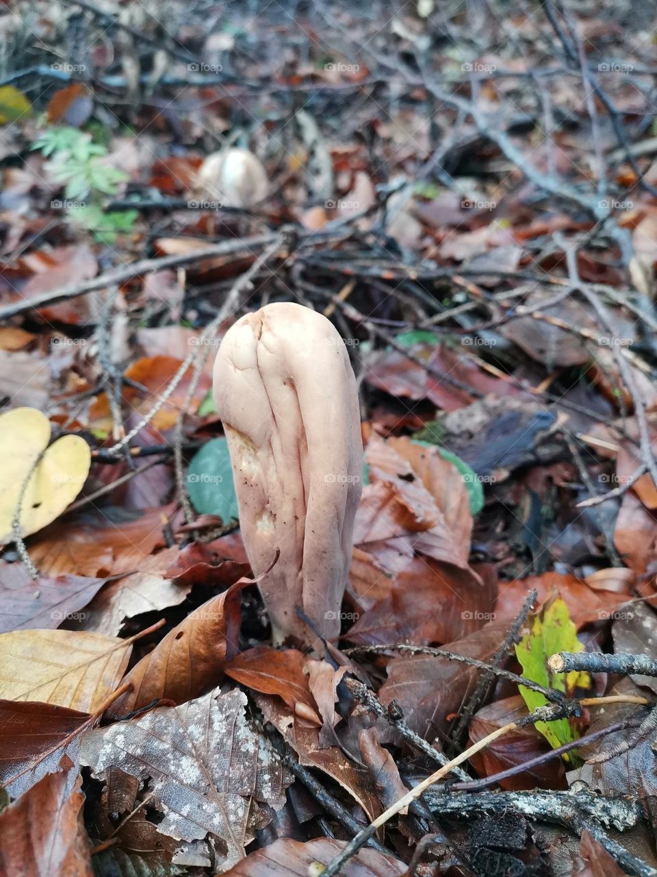 even this is mushroom