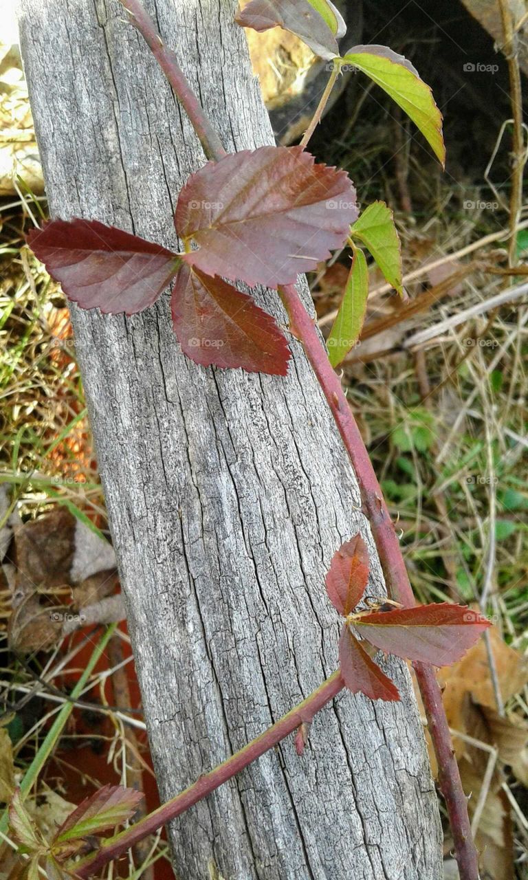 Old Wood