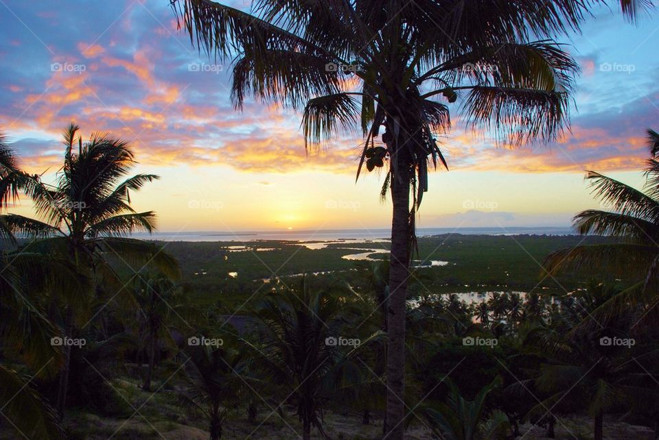 Coconut palm at sunset, Mozambique