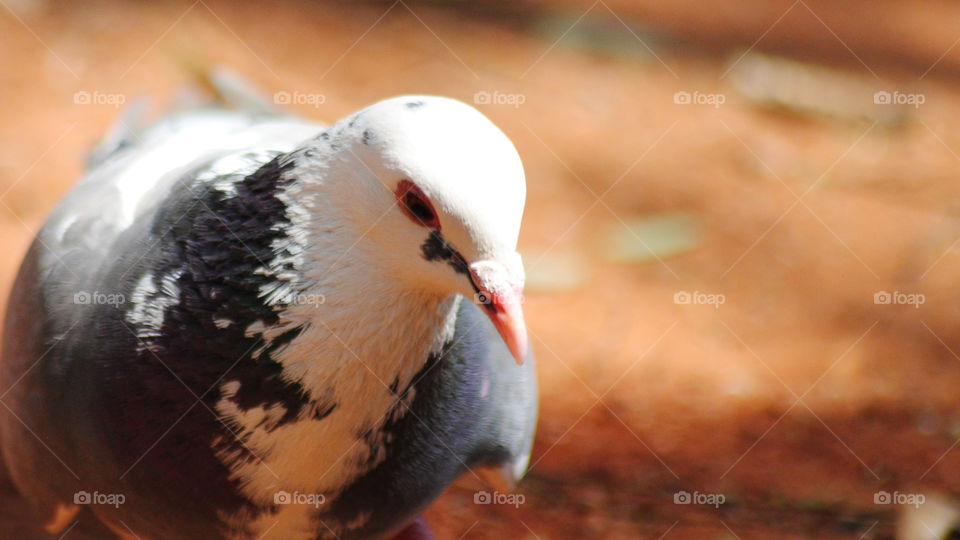 pigeon