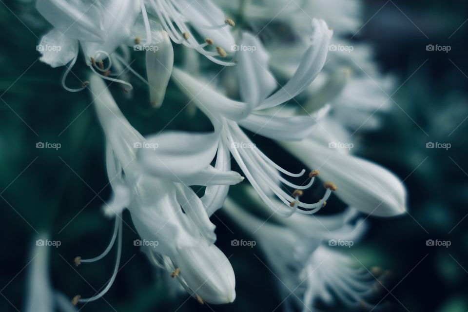 White agapanthus called lily of the Nile