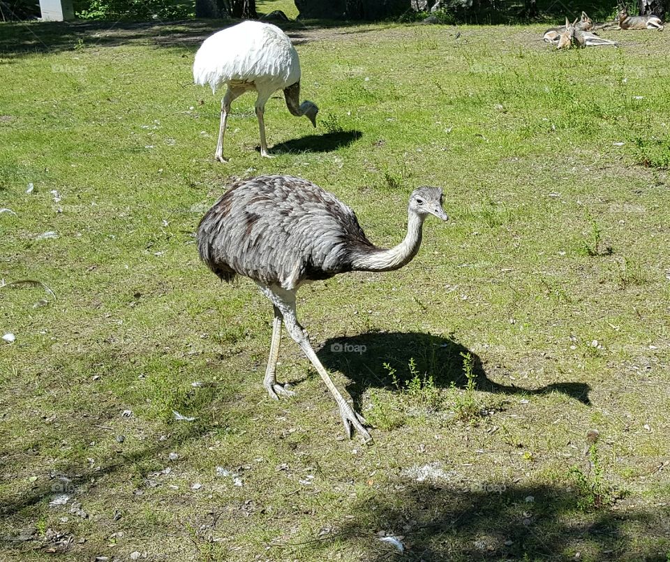 ostrich