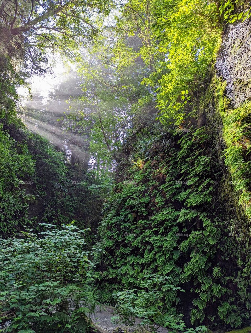 enchanted, magical fern canyon with sunrays pouring through shining sunlight on the climbing fern plants