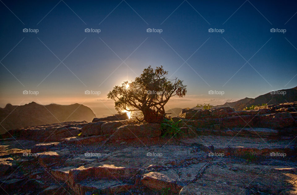 lonely tree