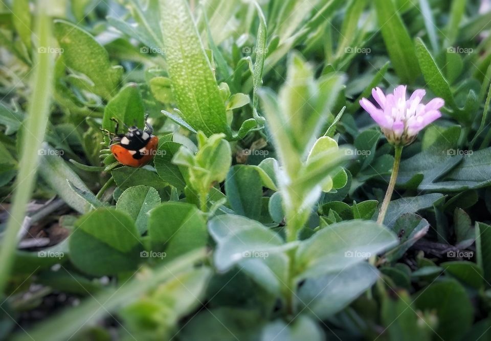 Upside-down Ladybug with a Single Purple Flower in Green Field Closeup