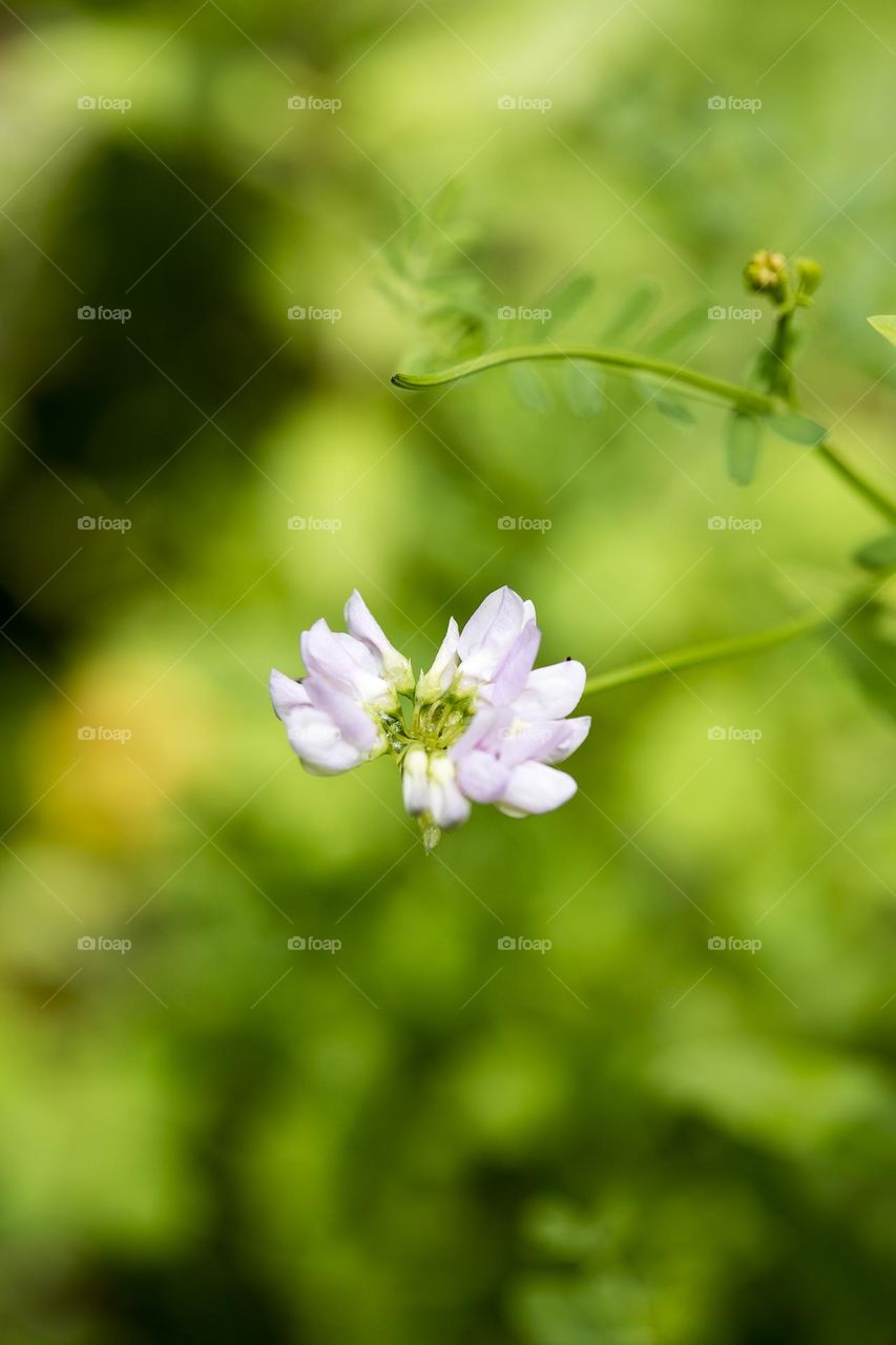 Wild flowers blooming in nature close up background summer feeling traveling with friends amazing wildlife beautiful life