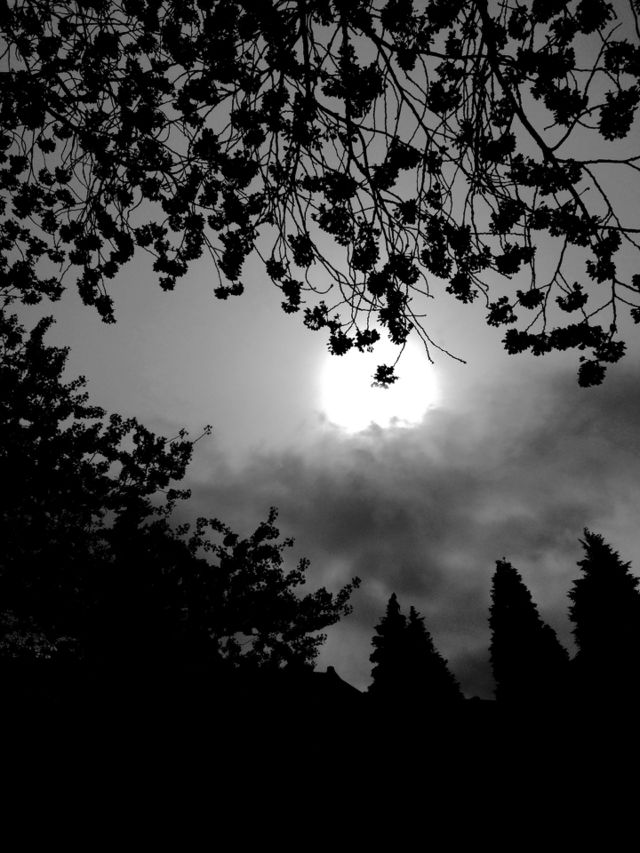 Cherry Under the Sun. Cherry blossom under the bright Sun.