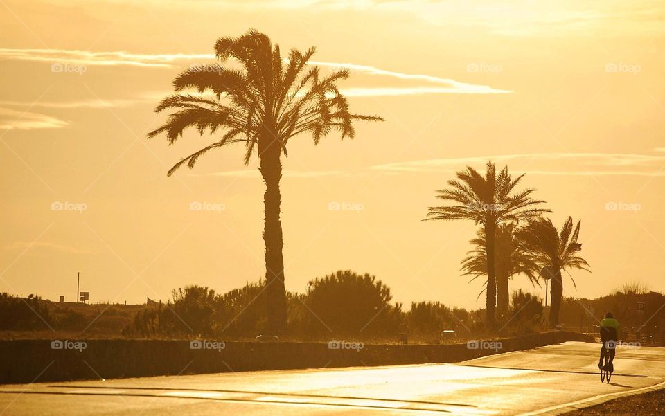 Landscape of path with palm trees with a cyclist during sunset 