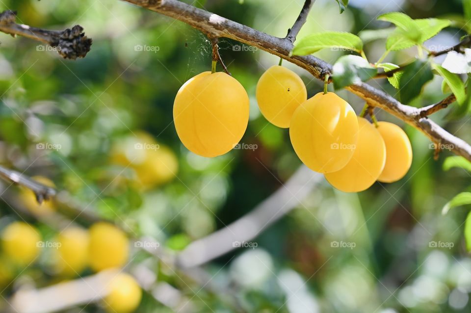 The fresh healthy Shiro plums in the garden are good for a healthy snacks for the family. 