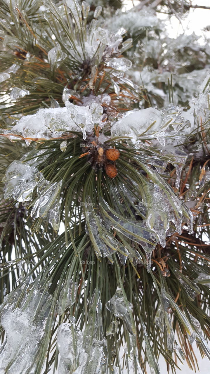 icicles on a pine tree