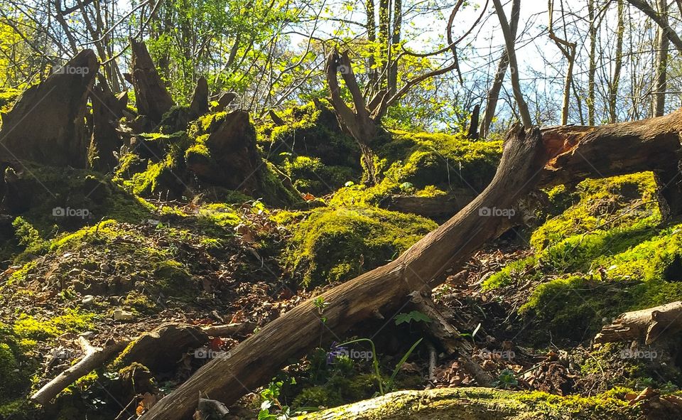 Moss and fallen trees