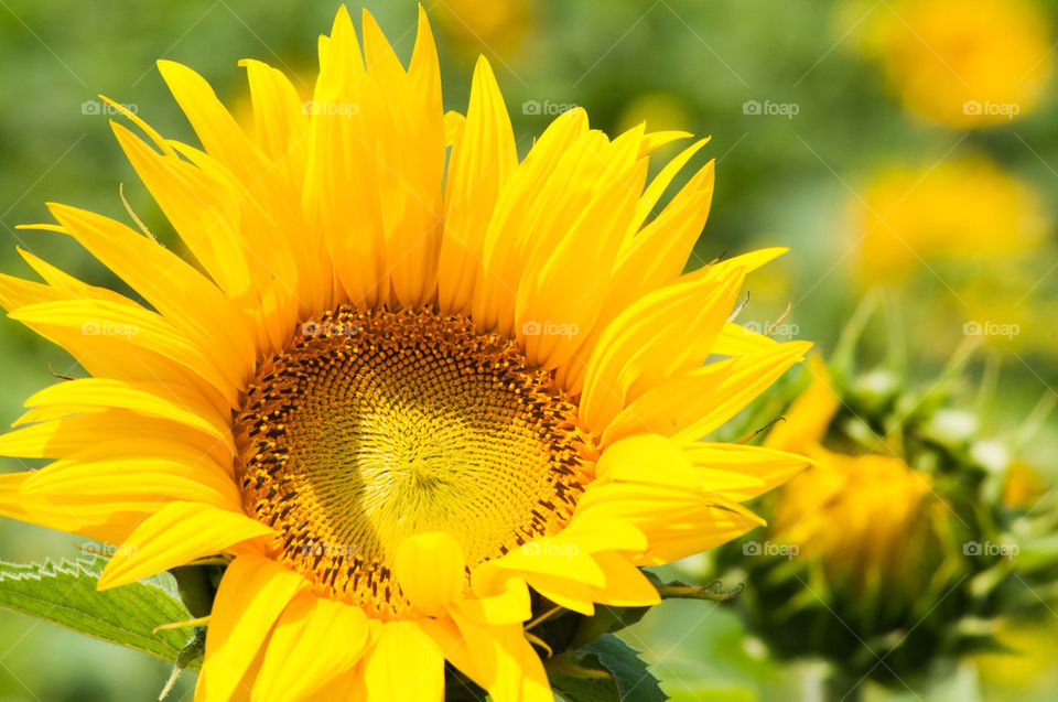 italy flower sun le by photocatseyes