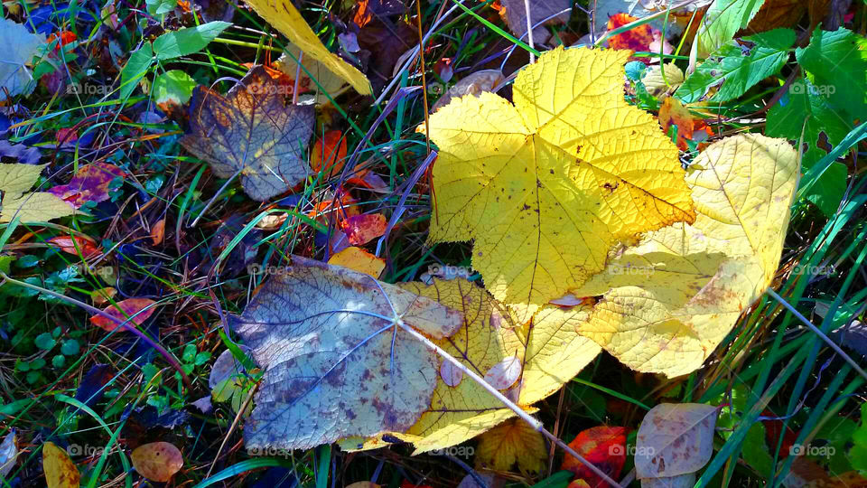 Top view of colorful autumn leaves.