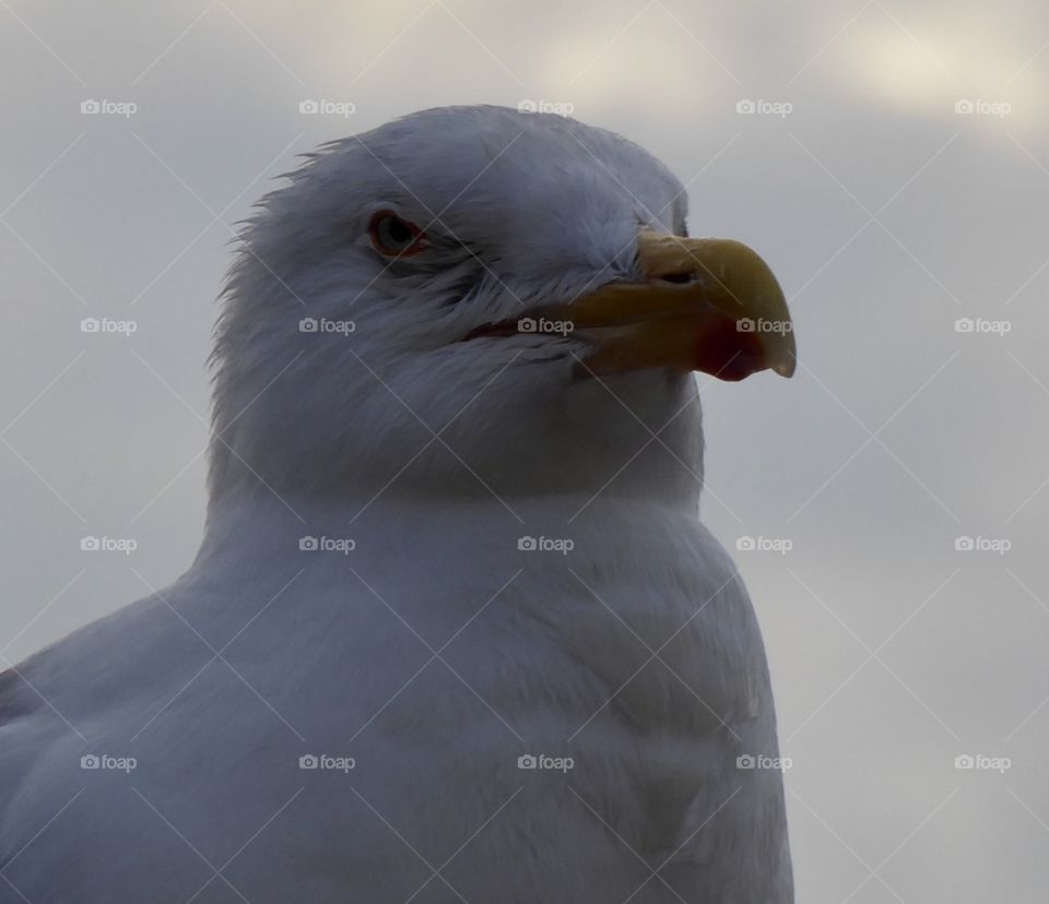 Seagull Baltic Sea „it seems she just does not feel like being photographed 😘