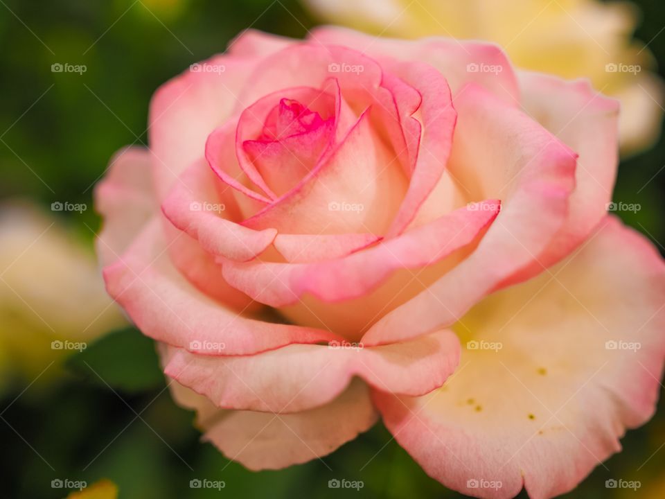 Pink colorful rose flower 