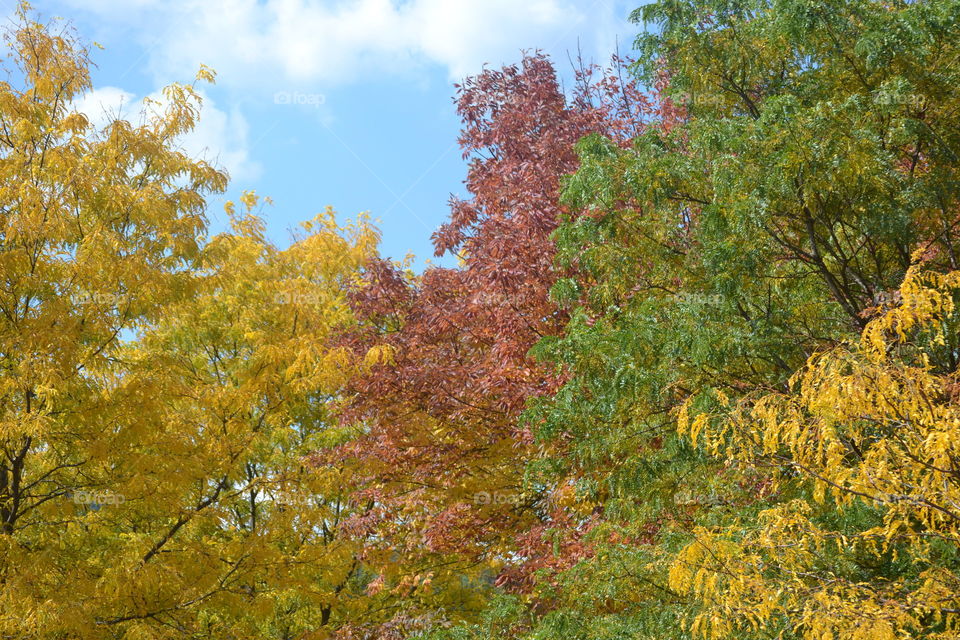 Fall foliage in Pennsylvania.
