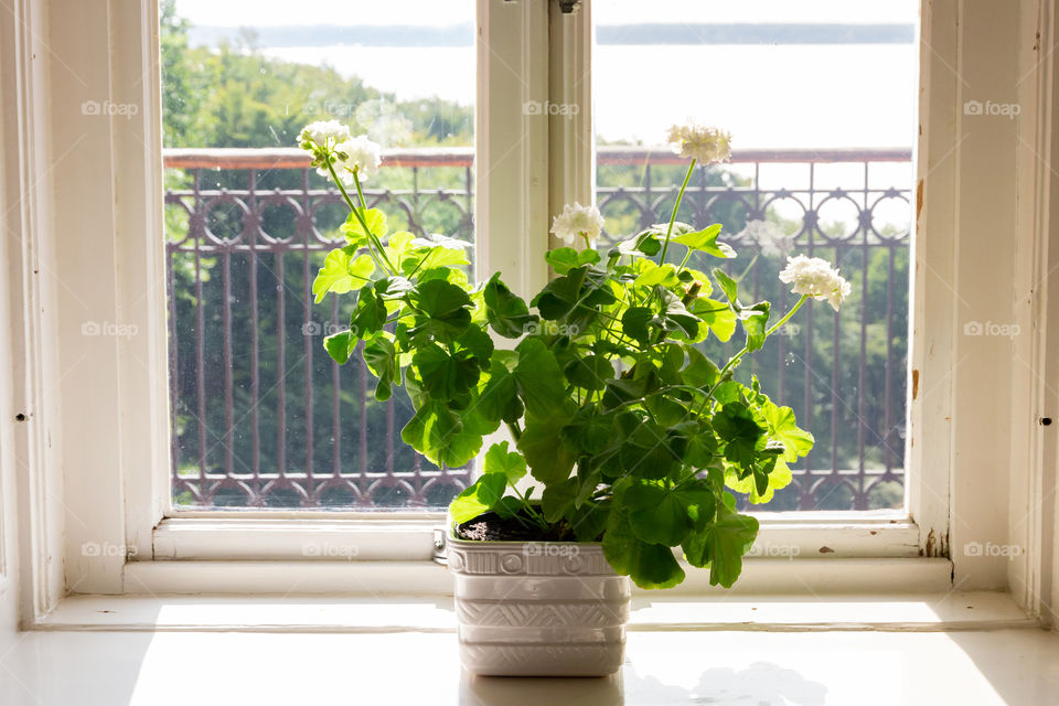 Beautiful Geranium plant by the window 