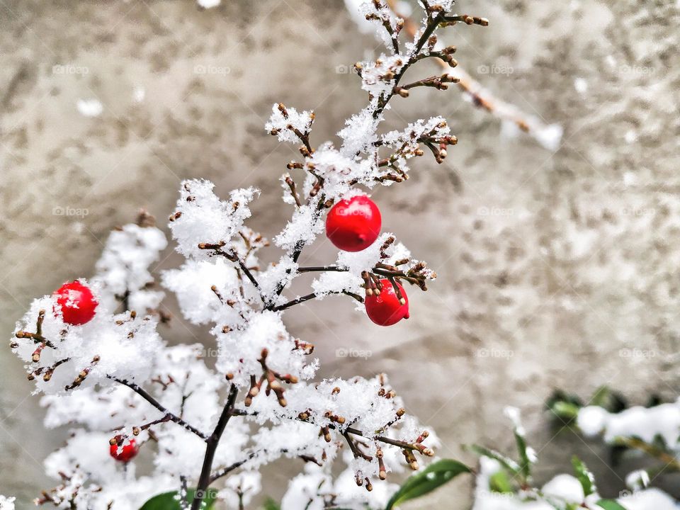 snowed plant