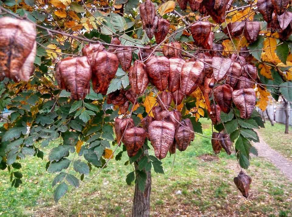 autumn tree осеннее дерево