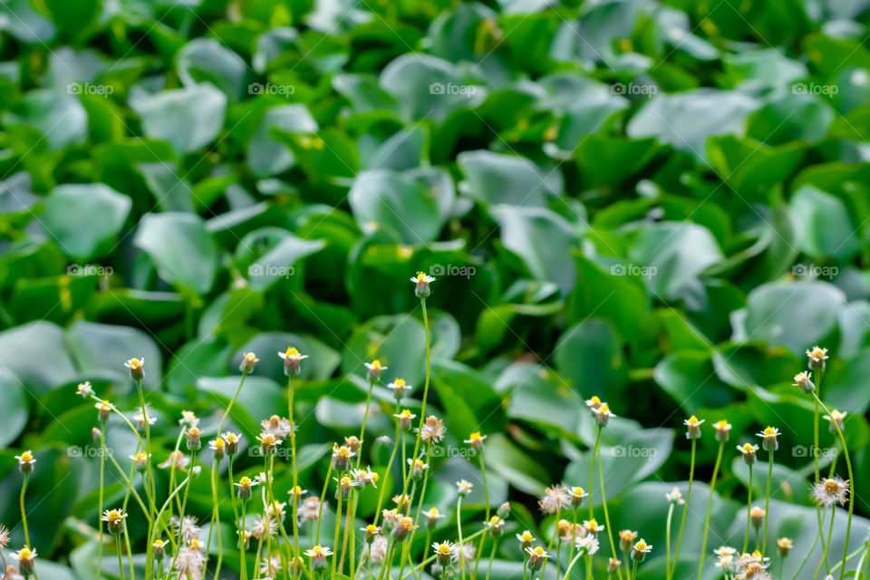 Beauty of the Bidens pilosa flowers background green Eichhornia crassipes.