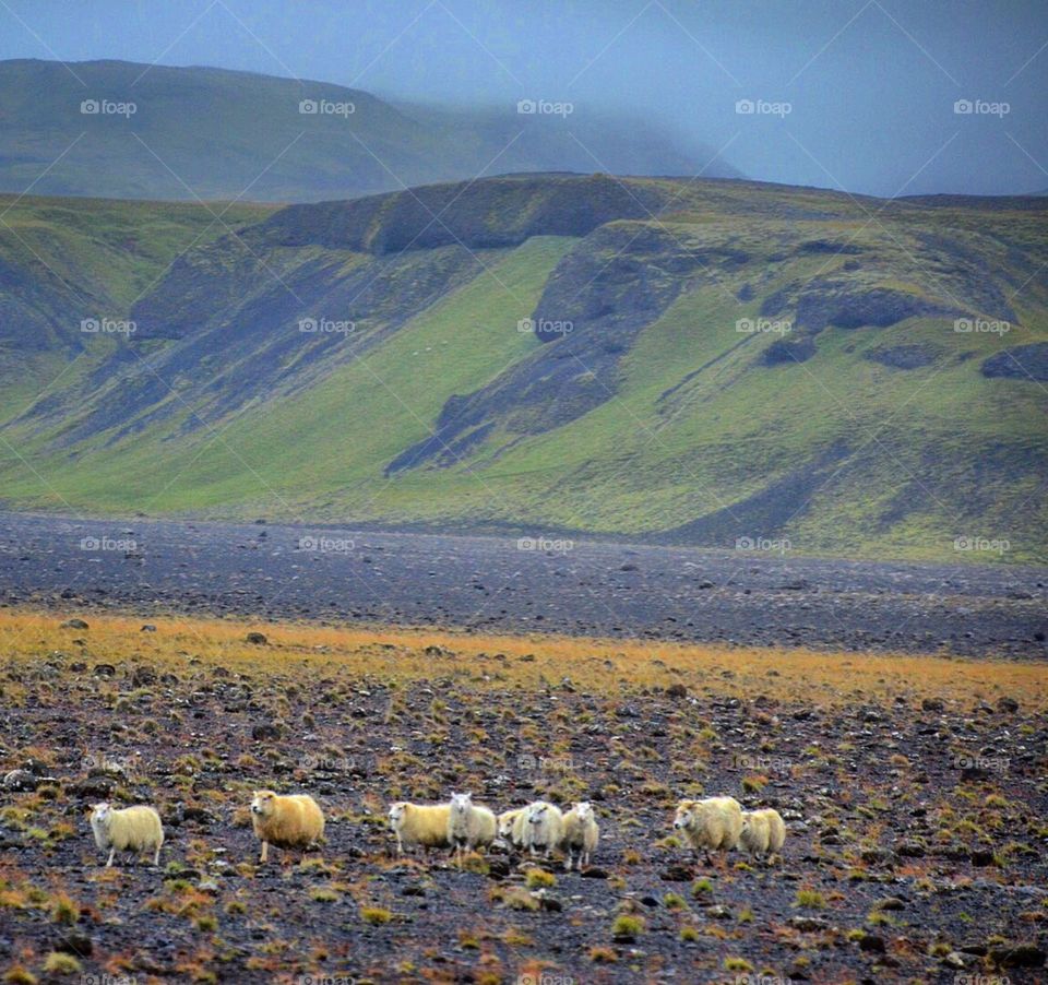 Iceland Landscape and the Sheep