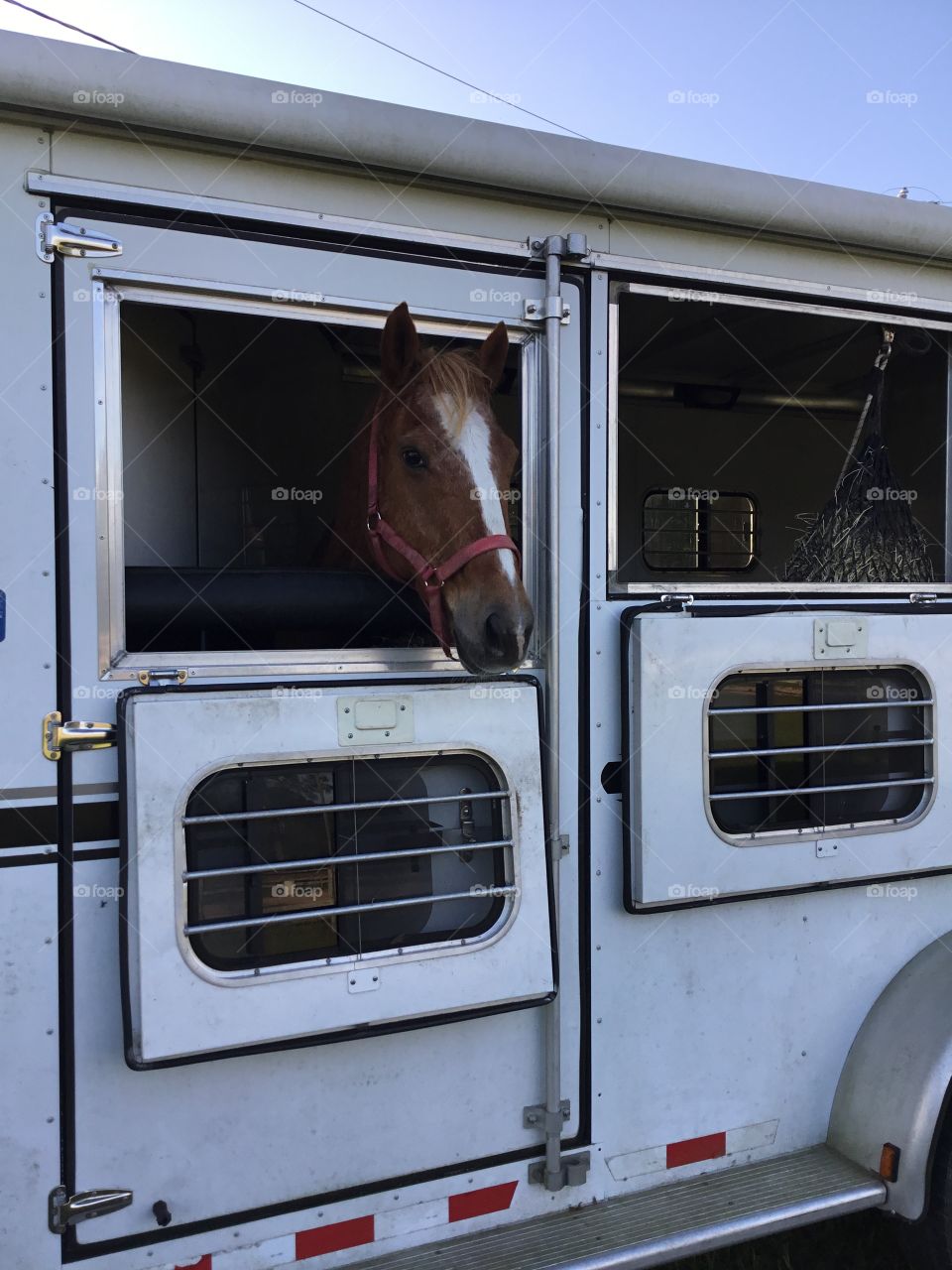 Levi loaded and ready to go to the saddle club and practice a little barrel racing!