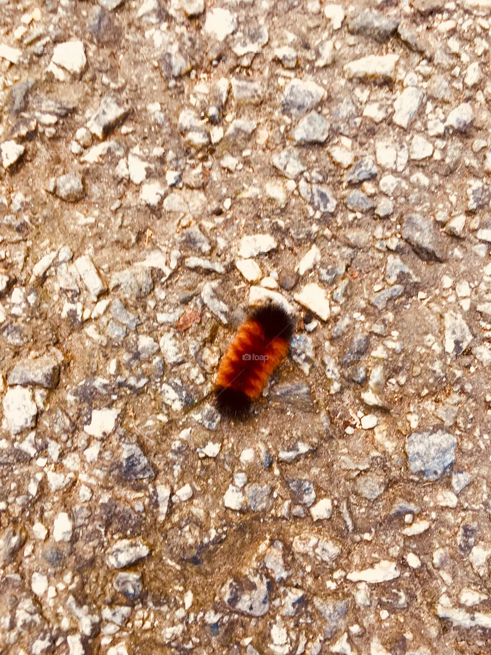 Worm