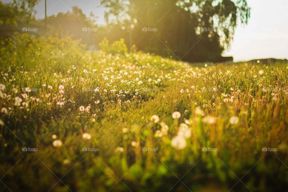 Summer meadow