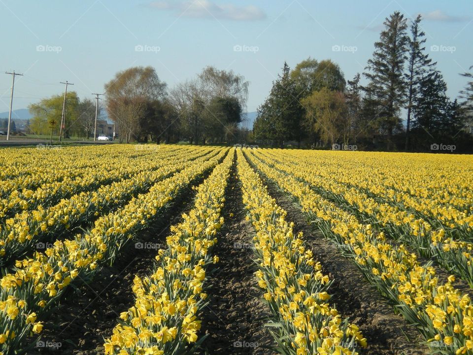 Field of daffodils