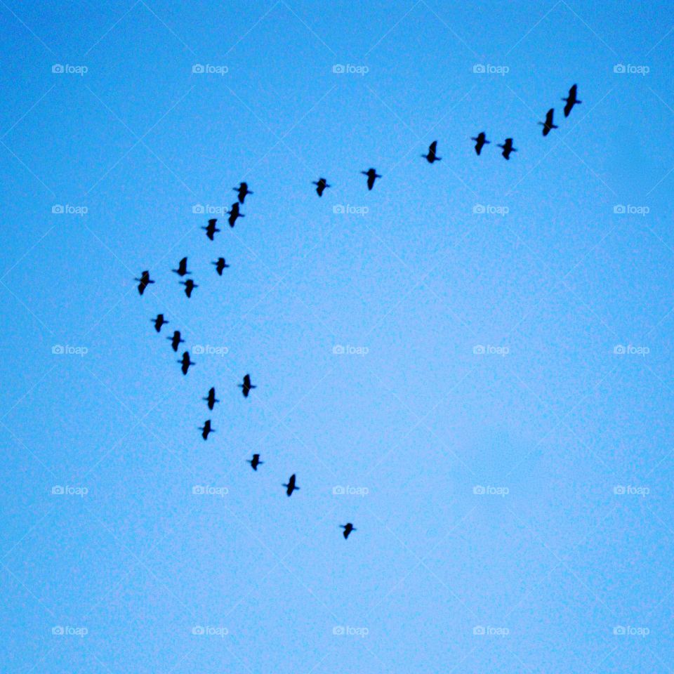 migrating birds over the river Nile