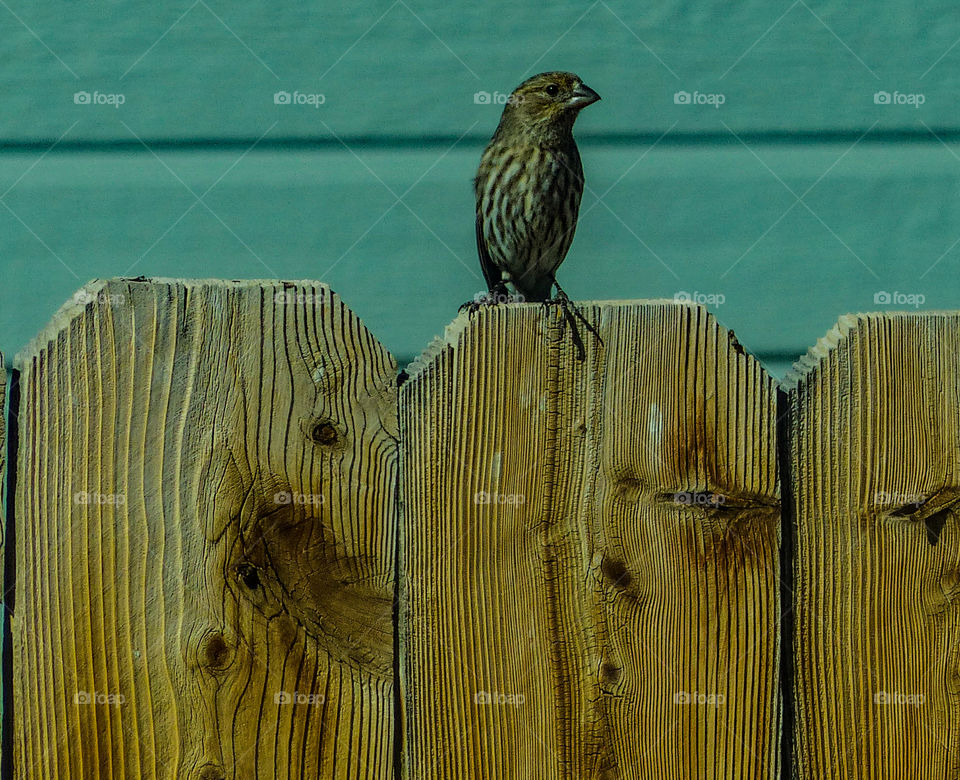 Bird perching on fence