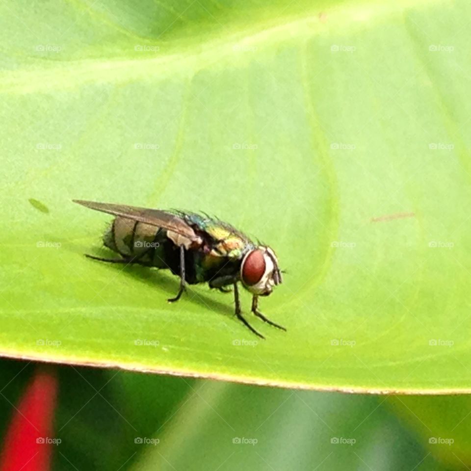 Fly on a leaf. Fly on a leaf