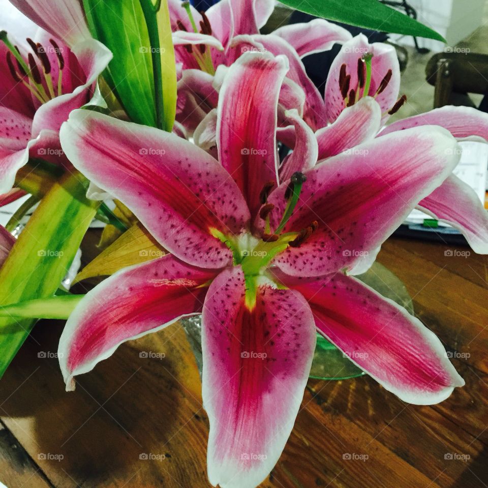 Lilly In Bloom
