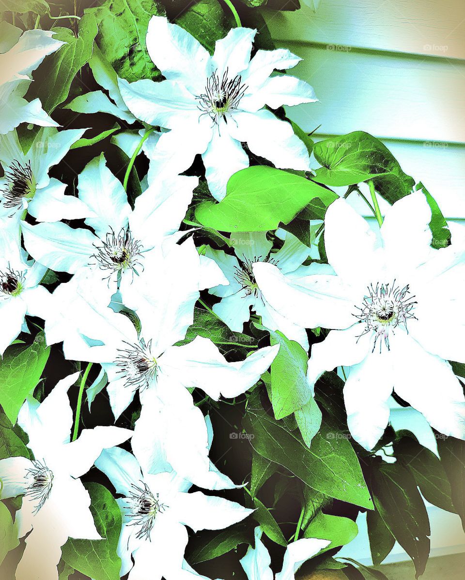 clematis