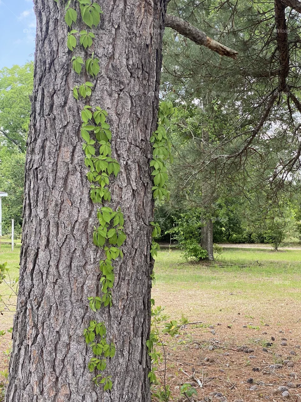 Beautiful tree 