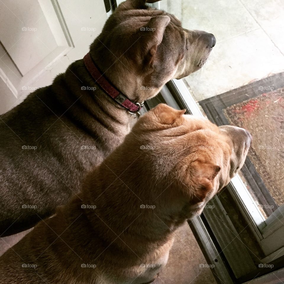 Dogs waiting at the front door for the mailman, shar-pei puppy pet companion.