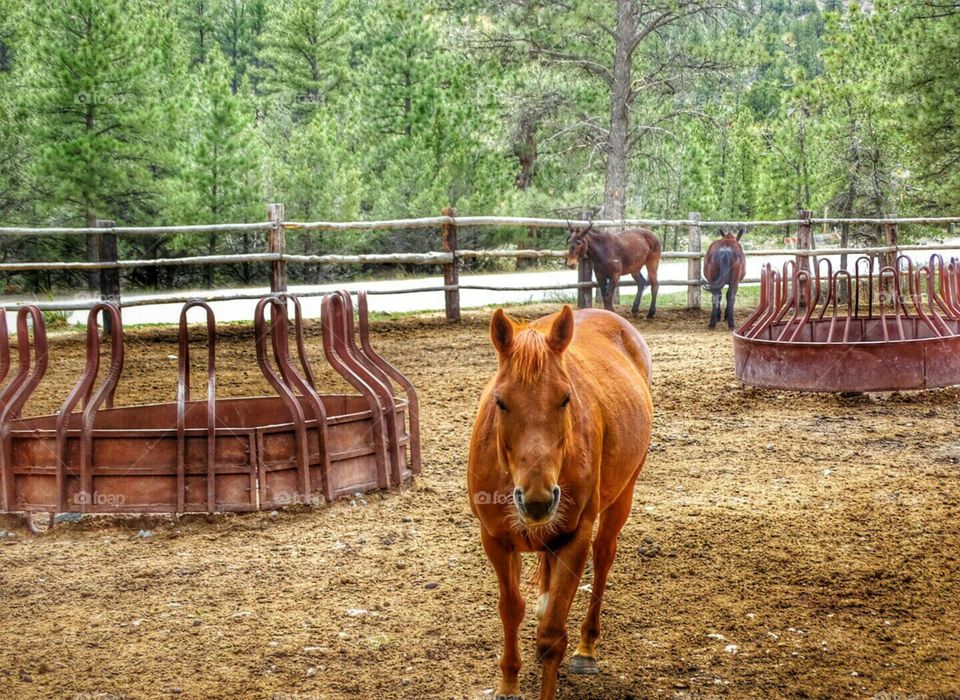 Heading Your Way. horse corral at Deer Valley Ranch Colorado